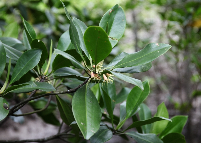 Australian Coastal Plants Rhizopheraceae